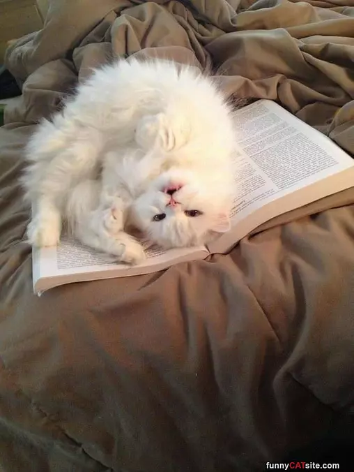 This Book Is Awesome