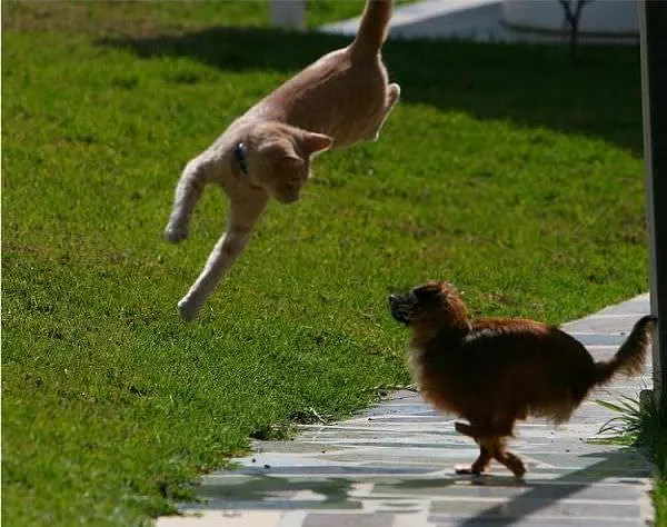 Flying Cat