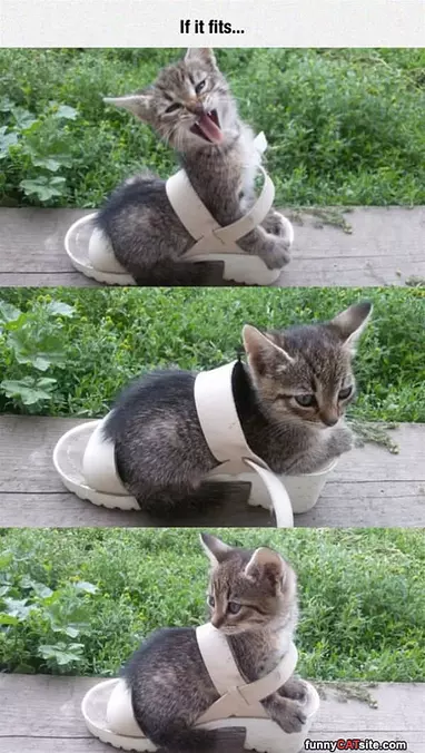 If It Fits