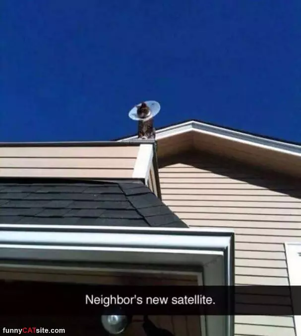 New Satellite