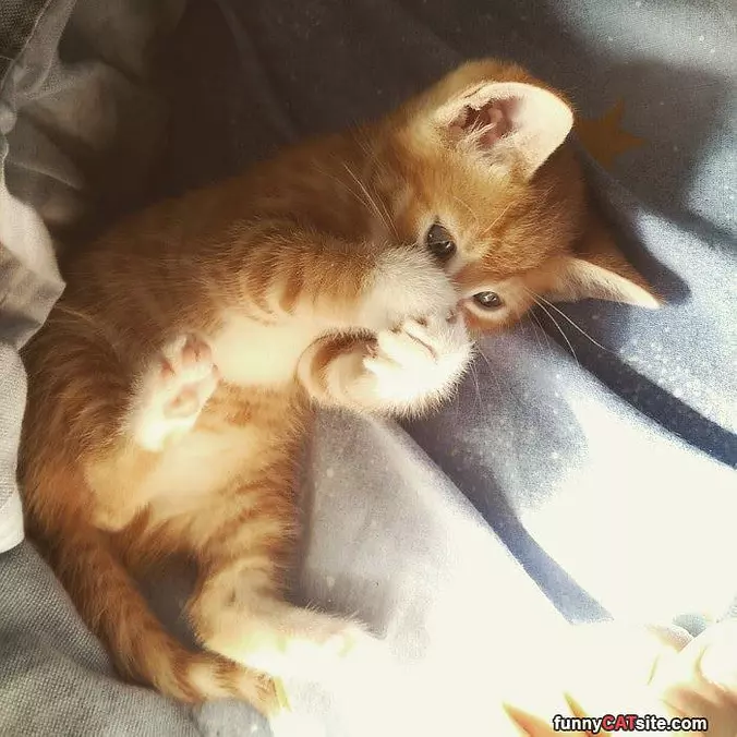 I Caught A Mouse
