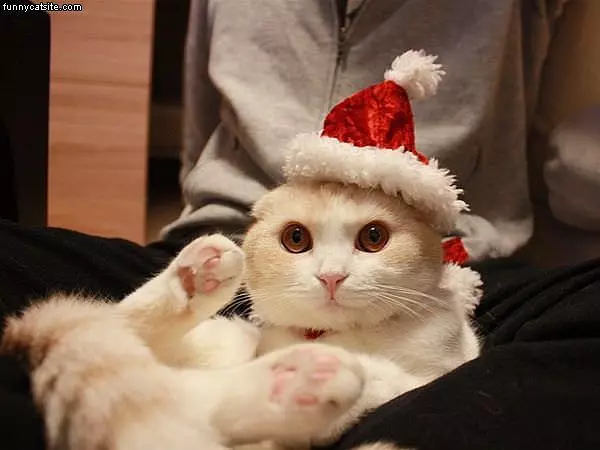 Xmas Cat2