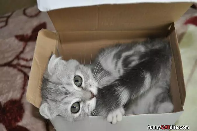 Cat In A Box