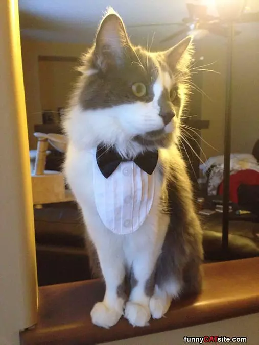 Tux Cat