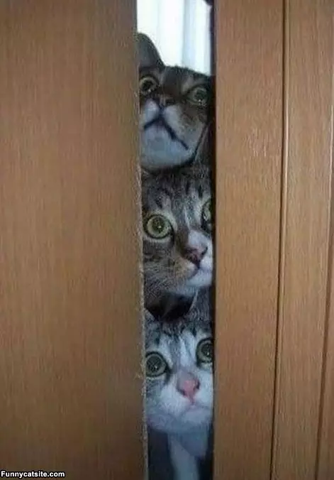 Cats In The Doorway7