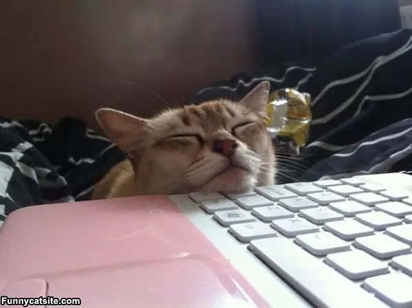 I Will Just Sleep Right Here
