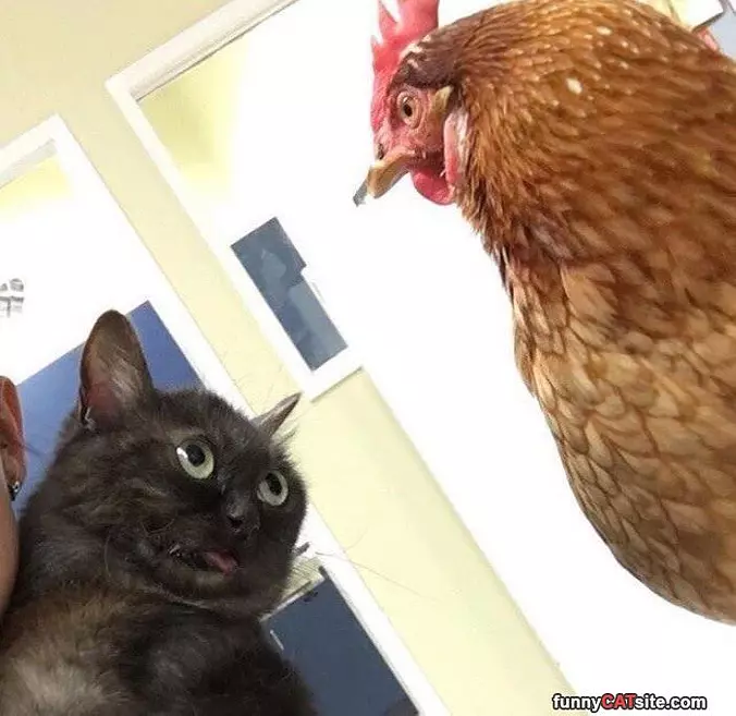 Excuse Me Did You Say Something