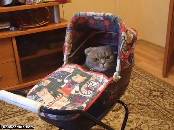 Cat Stroller