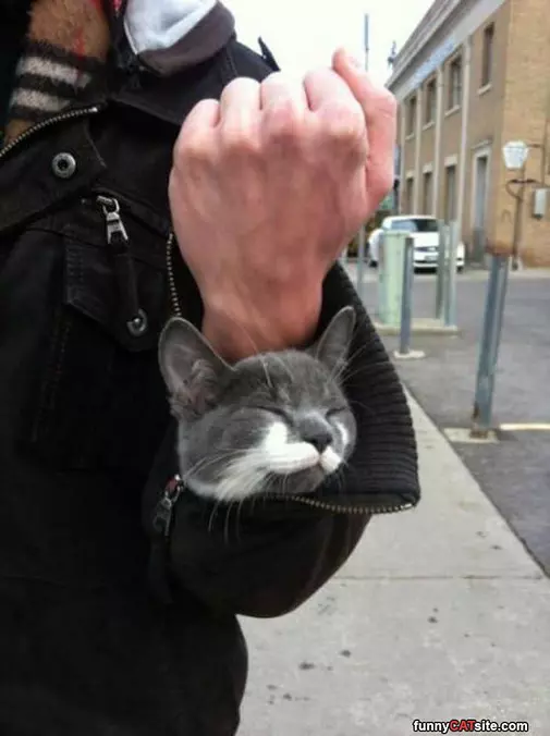 A Cat In A Sleeve