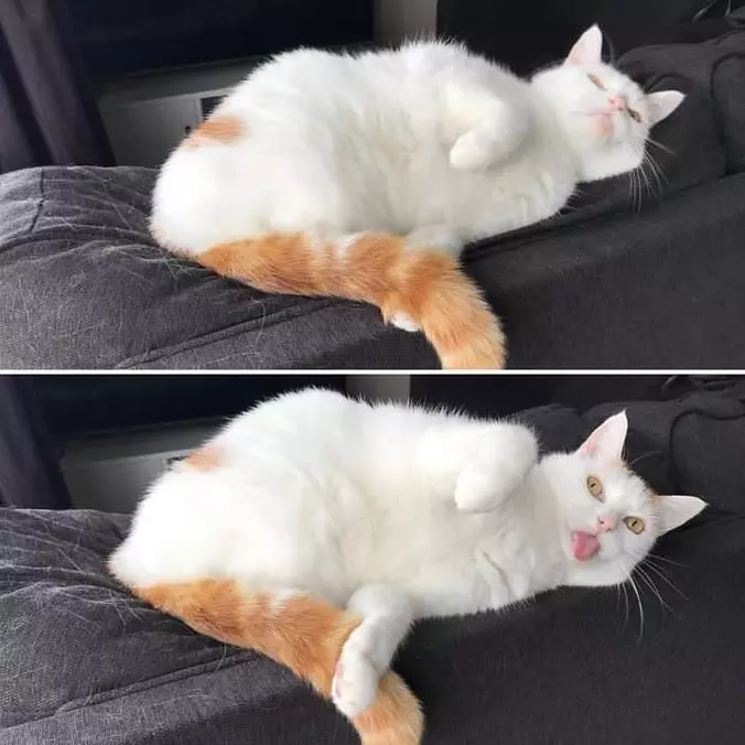 Show My Tongue