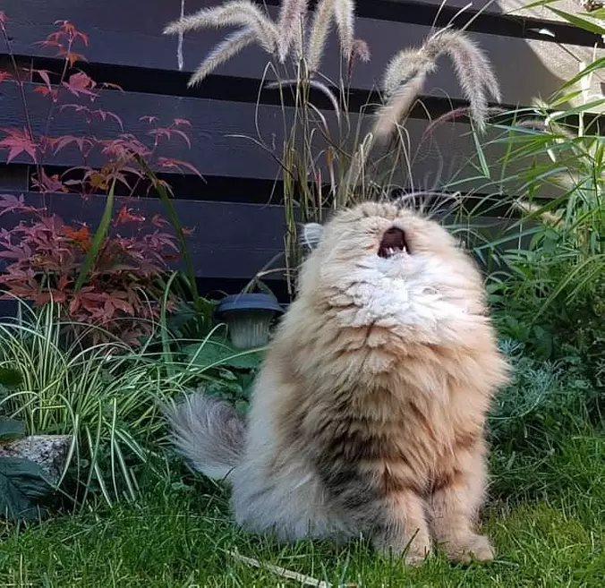 Rawrrrrrrrrrrrrrrrrr