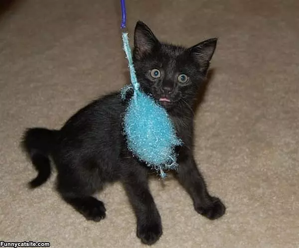 Omar Wants To Play