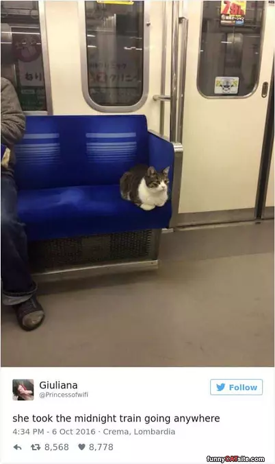 Taking A Short Ride
