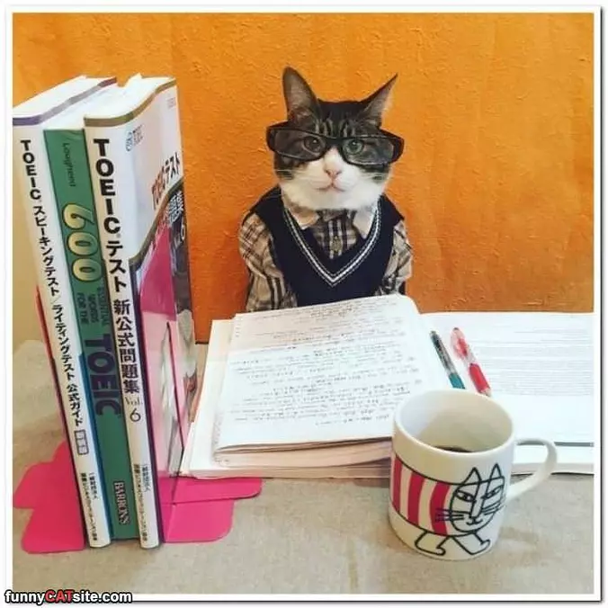 I A Smart Cat
