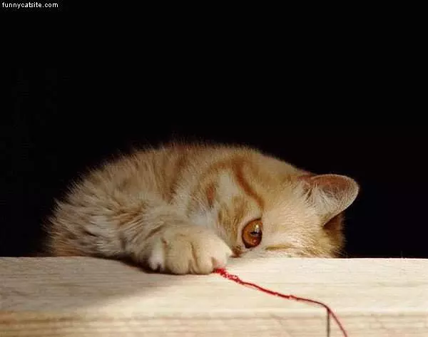 Kitten And String