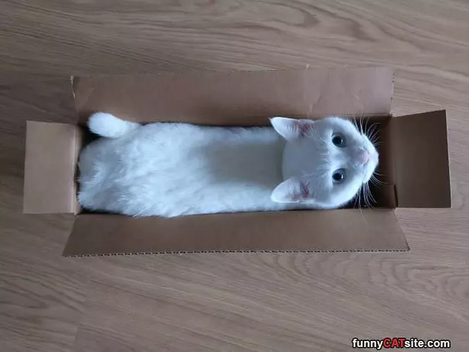 Having Fun In A Box