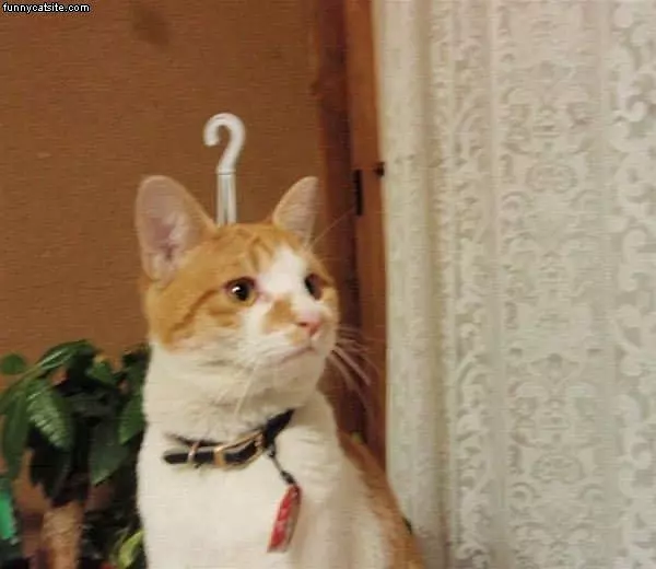 Question Cat