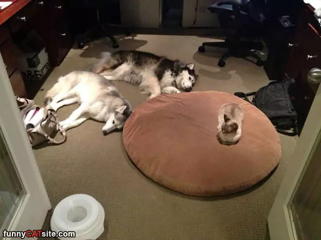 I Will Take The Bed Thanks