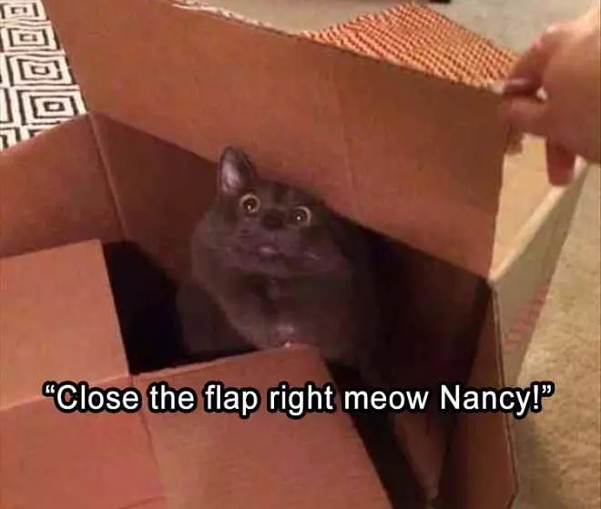 Close The Flap Meow
