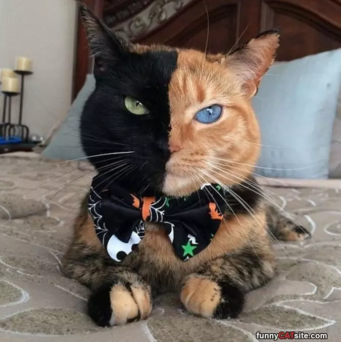 2 Faced Kitty