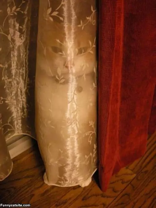 Cat Is Hiding A Bit