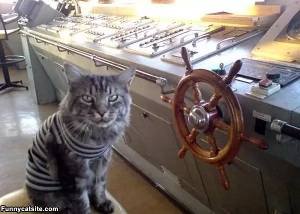 Pirate Cat Yarr