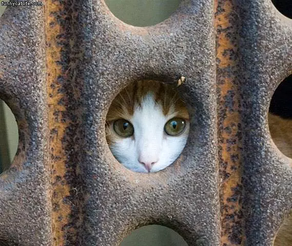 Peekaboo