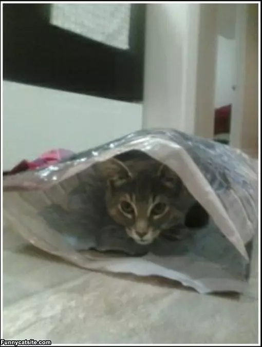 My Bag
