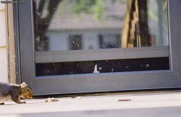 Black Cats Eye Squirrel
