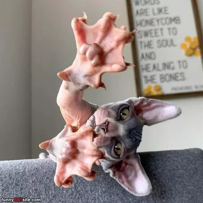 Raaaaaaaaaaaar