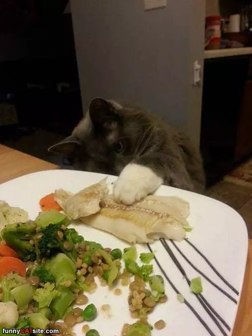 Taking Some Fishy