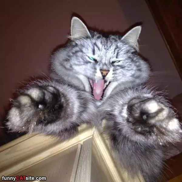 Raaaaaarrr