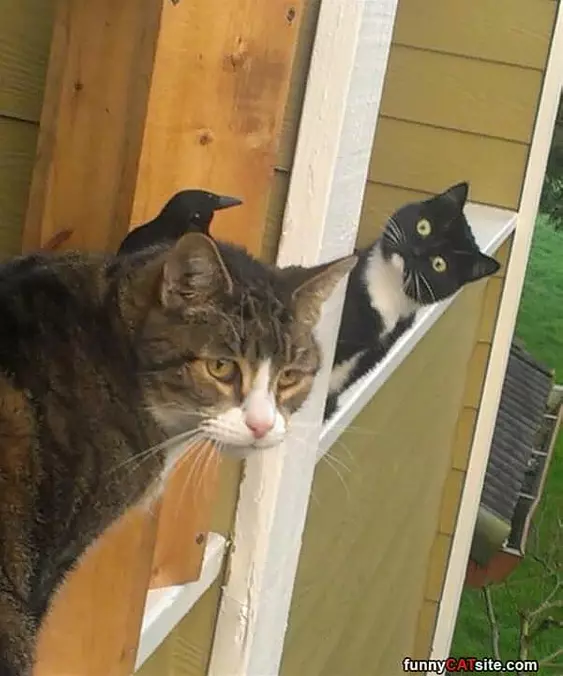 Did You See That