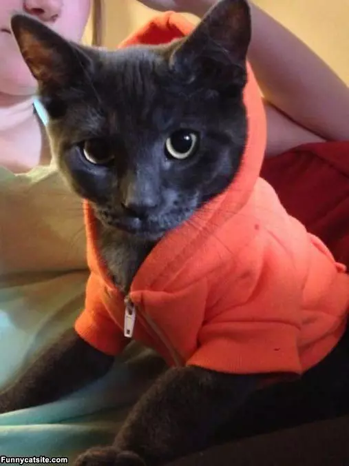 My Sweatshirt