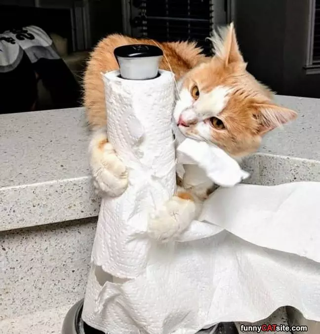 Nommm Nom Nom Nom
