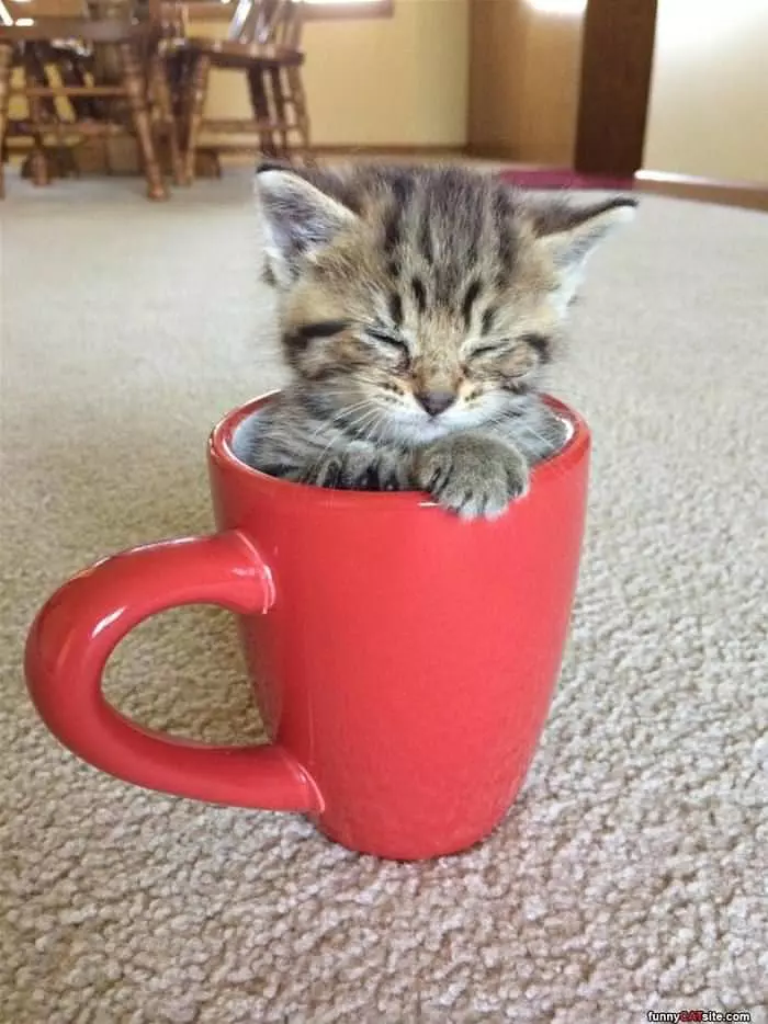 Asleep In My Cup