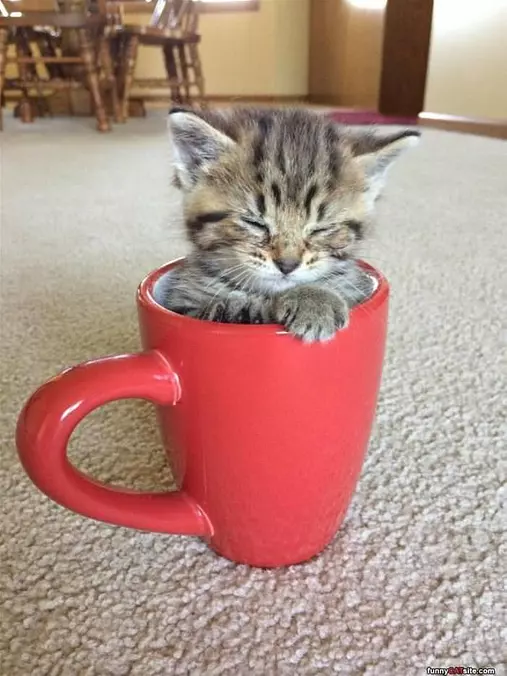 Asleep In My Cup
