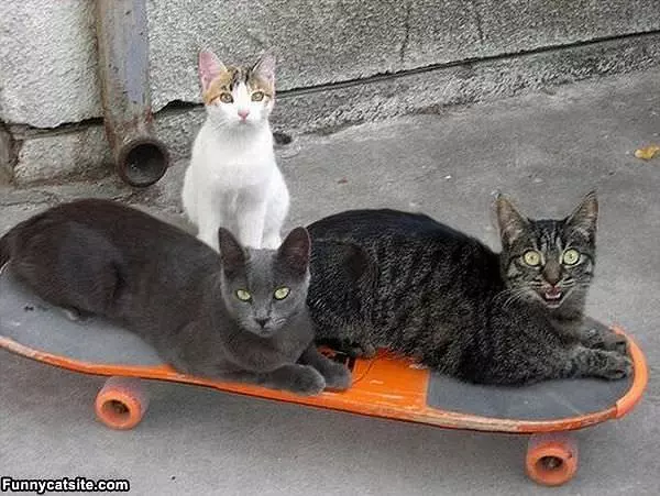 Skateboarders