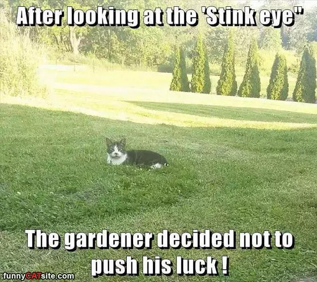 Do Not Push Your Luck
