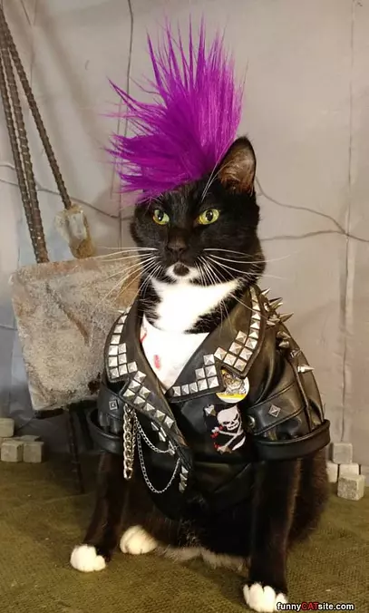 Punk Rock Cat