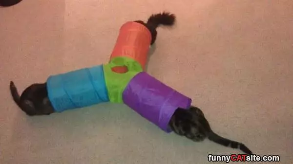 The Cat Trap