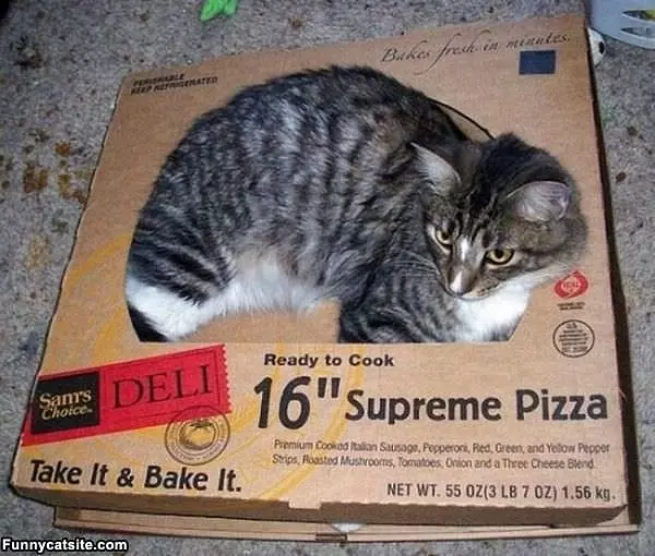 This Box Is My New Bed