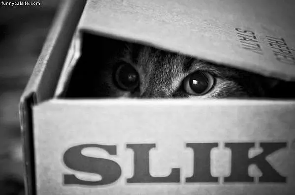 Gots His Box