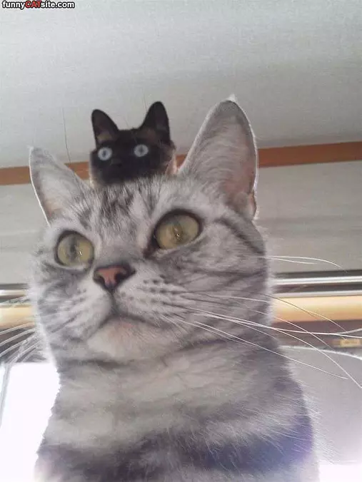 My Crazy Hat