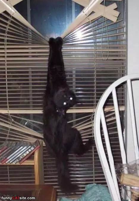 There Was A Fly