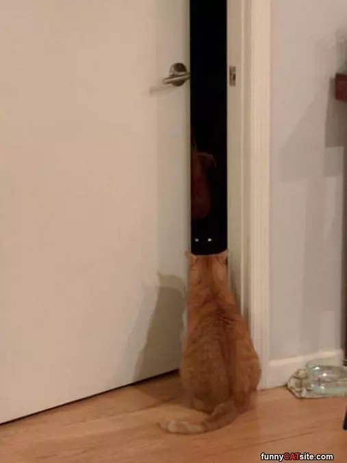 Ohhh I See You
