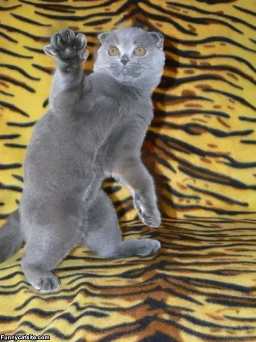 Rawrr