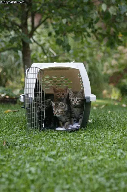 Box O Cats