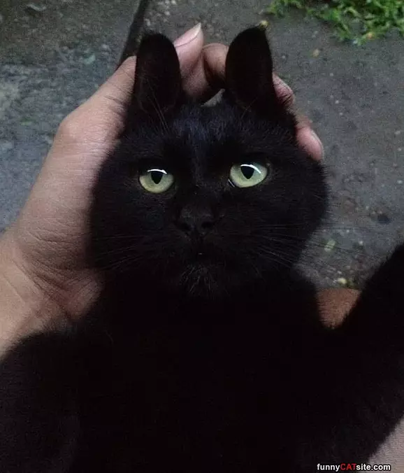 Sad Cat