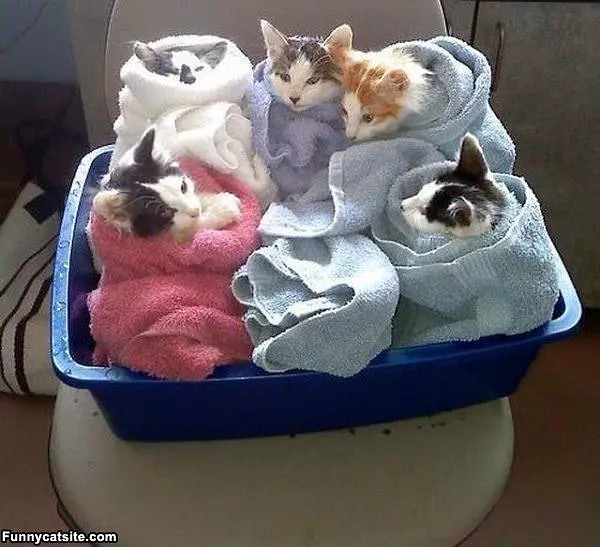 Bundles Of Cute Cats